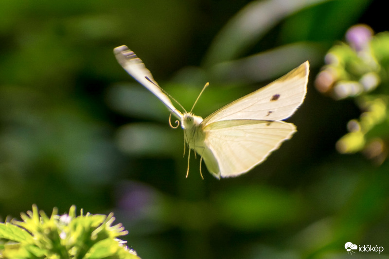 …röpke lepke száll virágra…