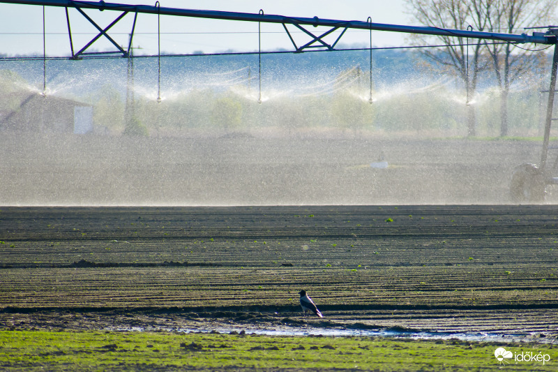 Türelmes dolmányos, avagy kicsi tócsa nagyot kíván.:))