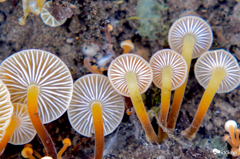 Aprócska gombák alulról