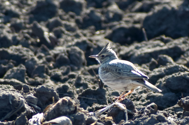 Szűkszavú búbos pacsirta
