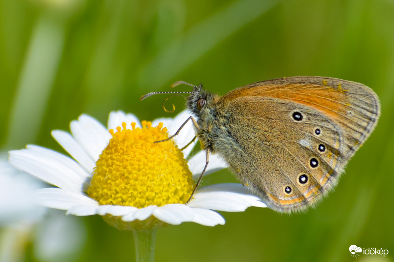Terítéken a nektár