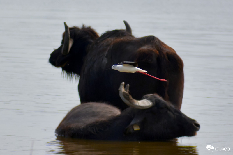 Black Buffalo Air Race