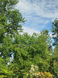 Királyegyháza