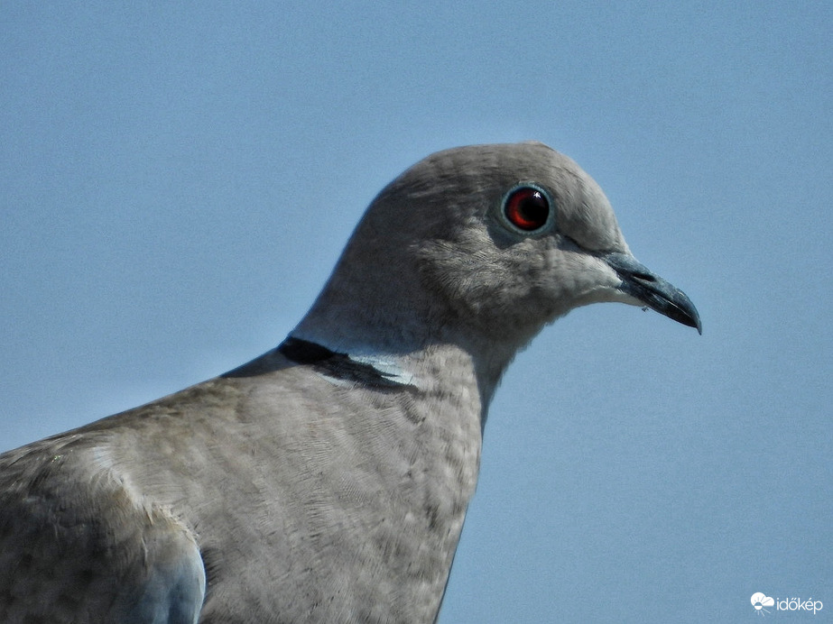 Tavasz