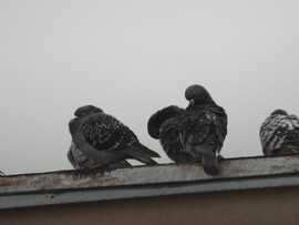 Reggeli tollászkodás