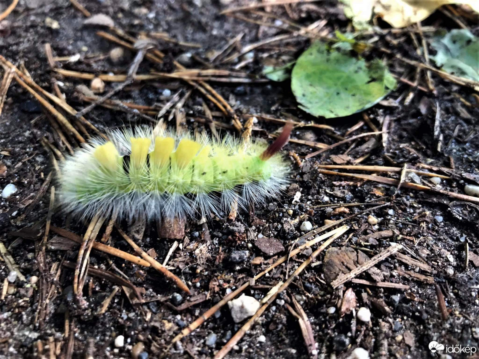 Észlelési fényképek