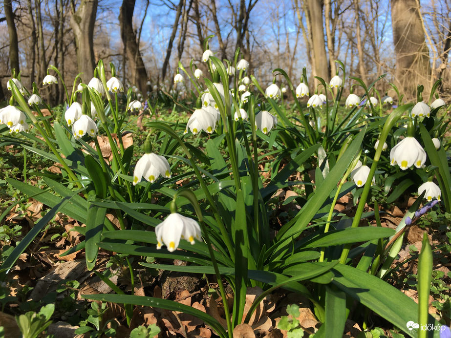 Tavaszi tőzikék