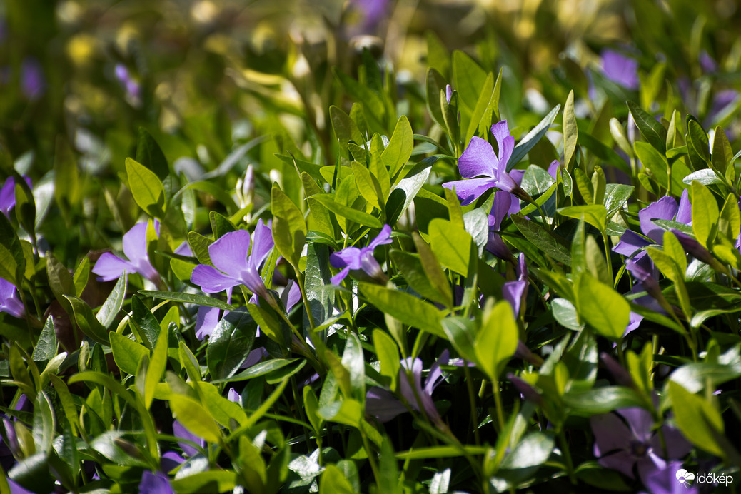 Napfényben fürdőze