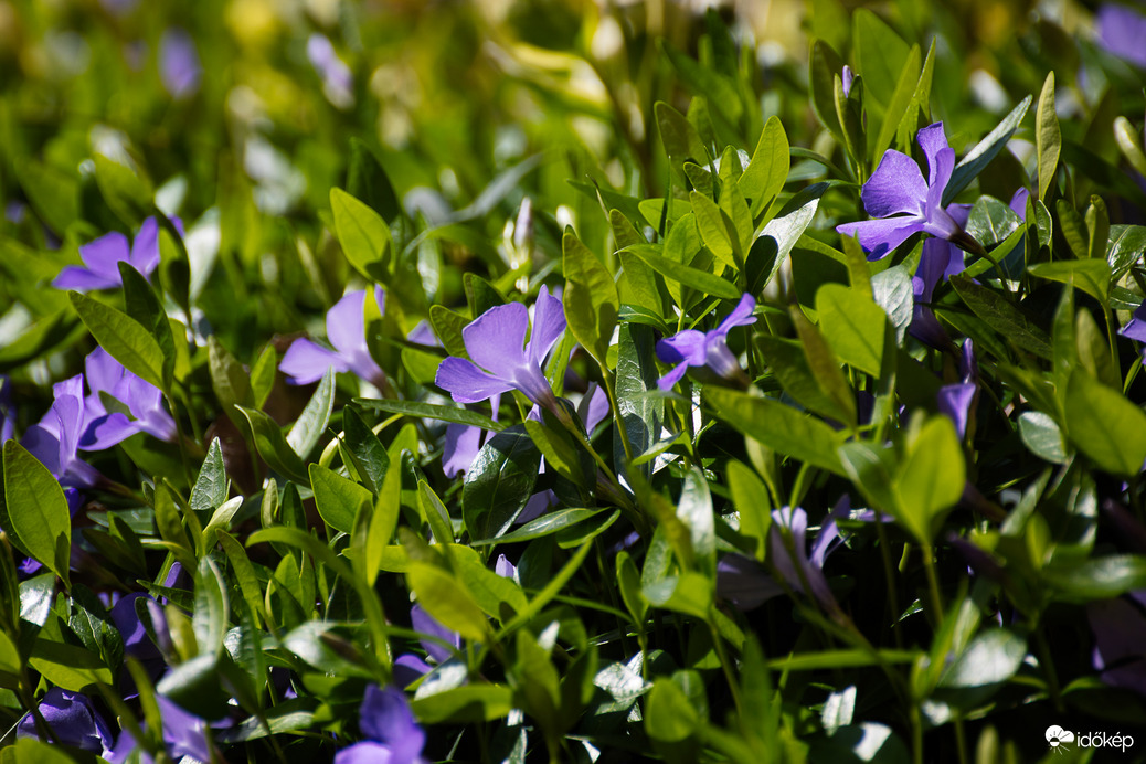 Az első hírnökök