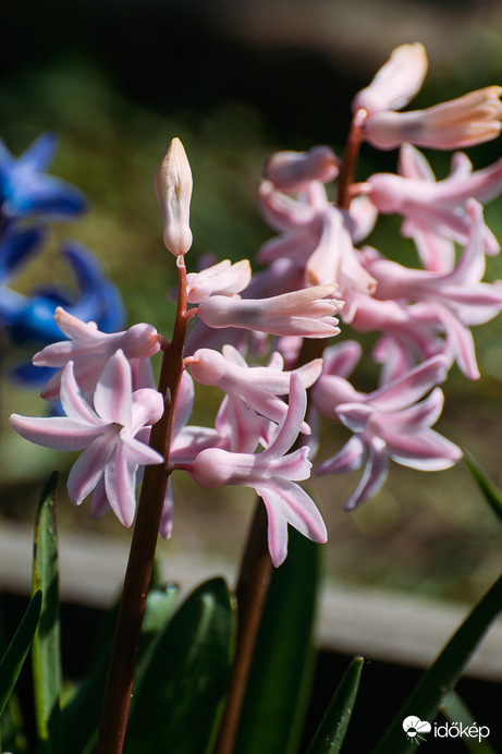Az első hírnökök