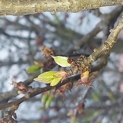 Kajszibarack csemete 