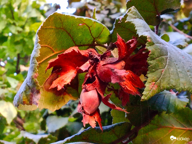 Mogyoró ami belül rossz  :(