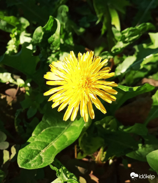 Még mindig virítok 