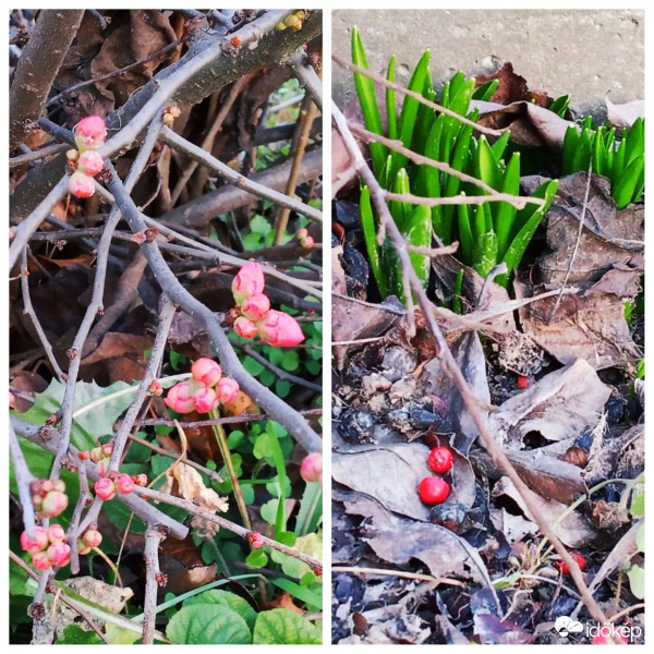 Hiába van tél , tavaszt éreznek! 