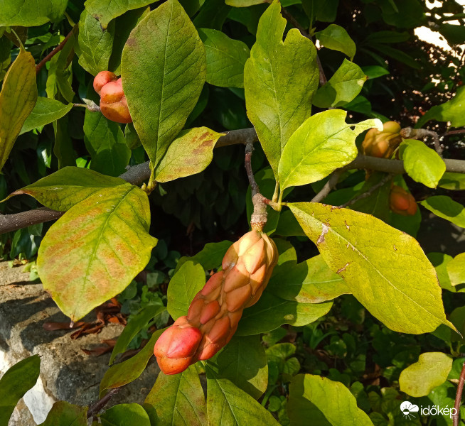 Magnólia termése