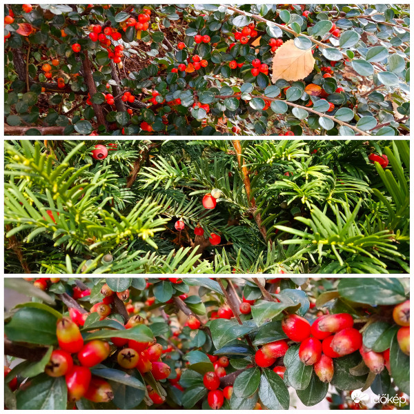 Piros bogyósok