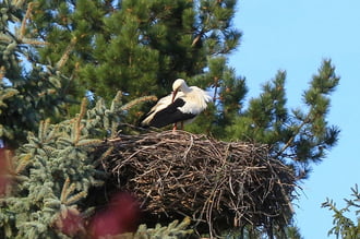 Gyirmótra is megérkezett