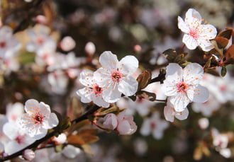 szépséges virágzás