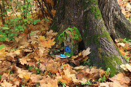 manók költöztek Győrbe