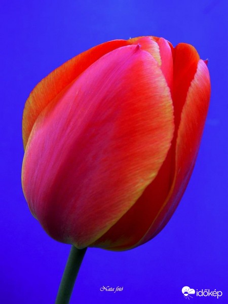 Tulpi :)