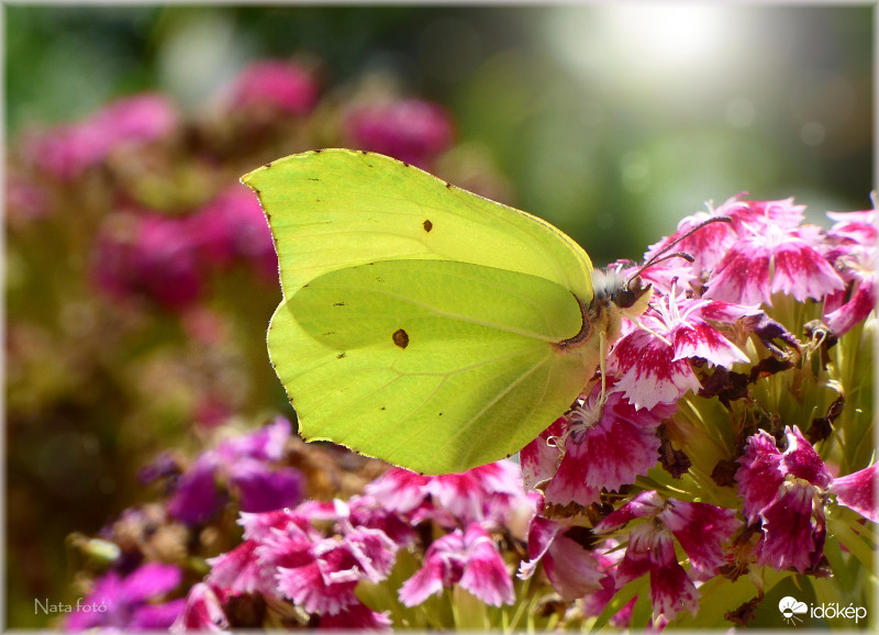 Repülnek a citromok :)