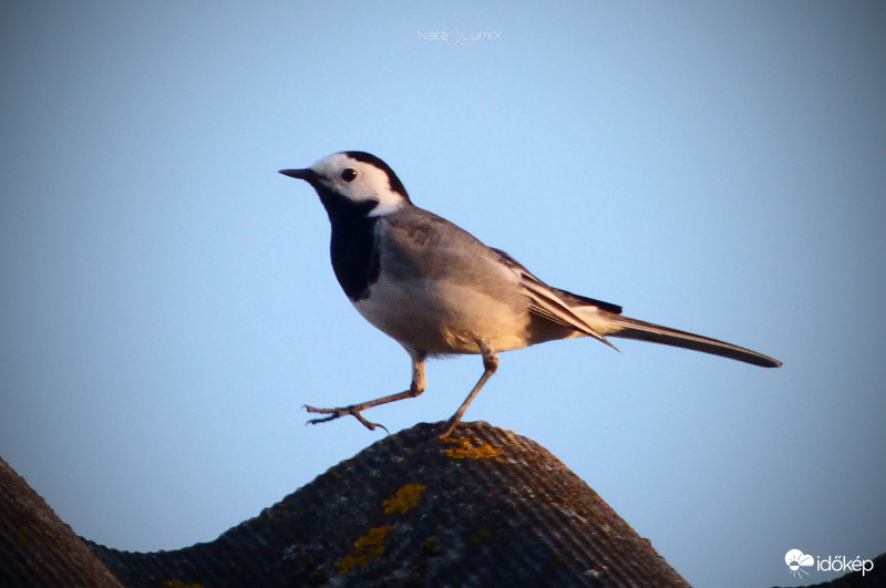 Aki nem lép egyszerre...