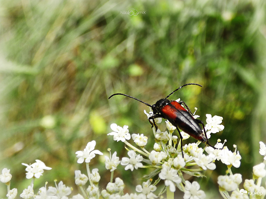 Kétöves karcsúcincér