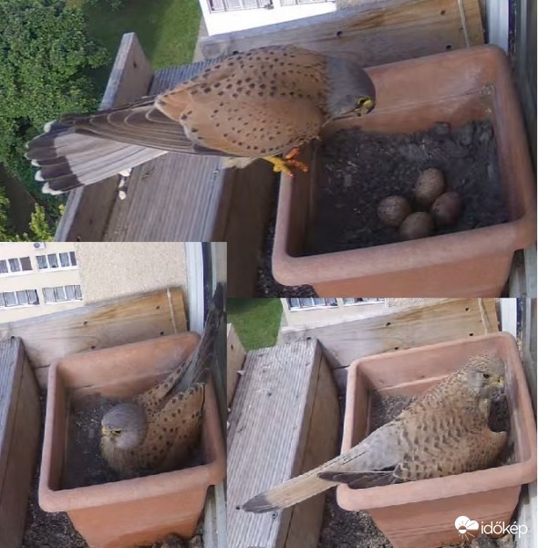 Vörös vércse pár