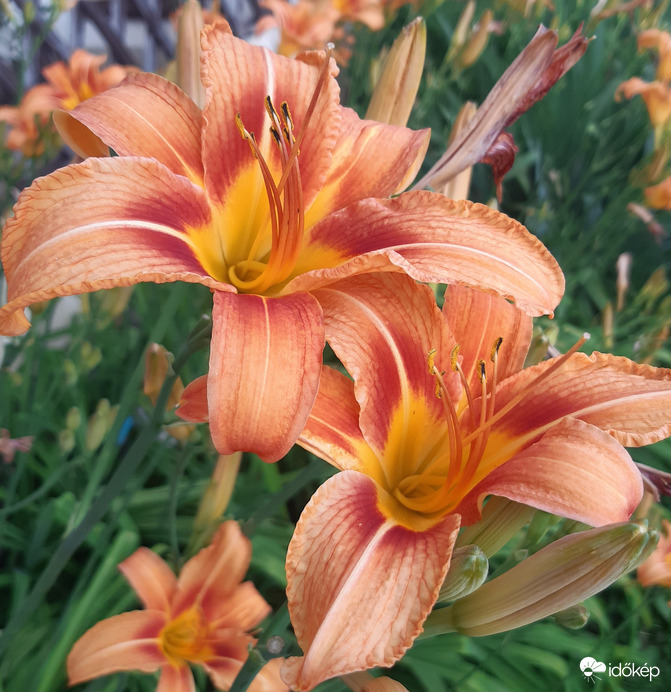 Sásliliom(Hemerocallis)