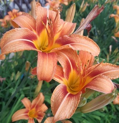 Sásliliom(Hemerocallis)