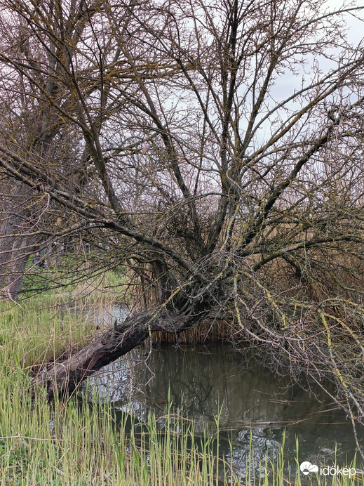 Természet
