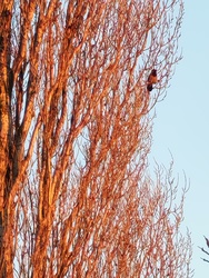 Dolmányos varjú lenyugvó nap fényében 