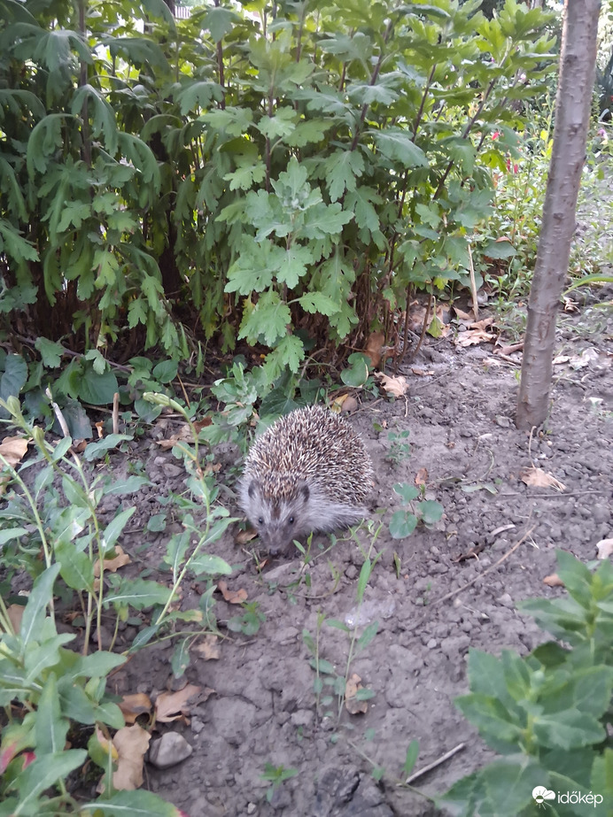 Természet