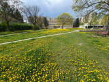 A park új szőnyege