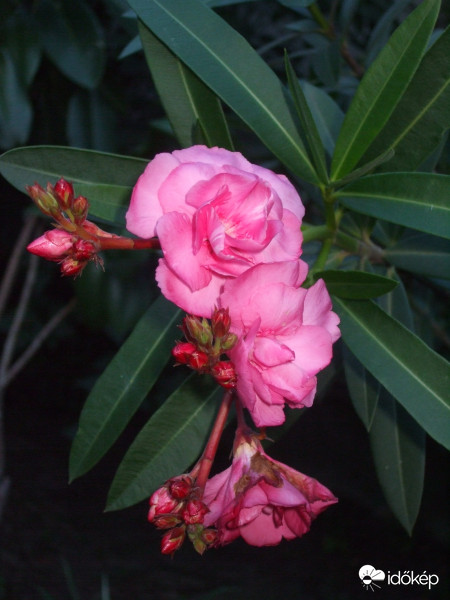 Rózsaszín leanderem