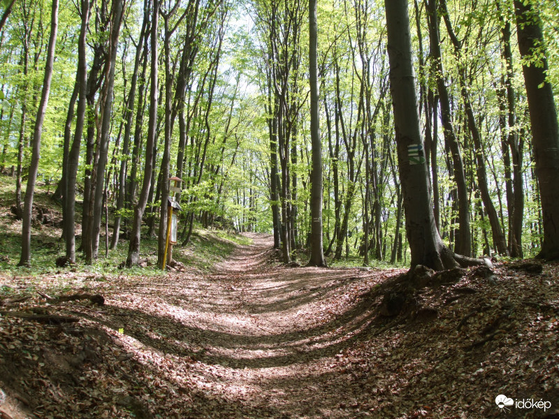 Fényút a Szádelői völgyben