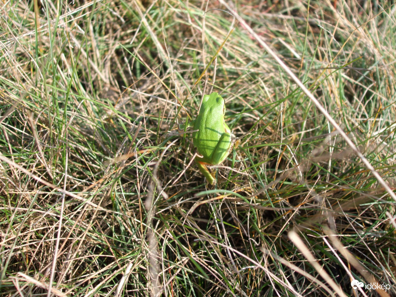 Béka vagyok, leveli...
