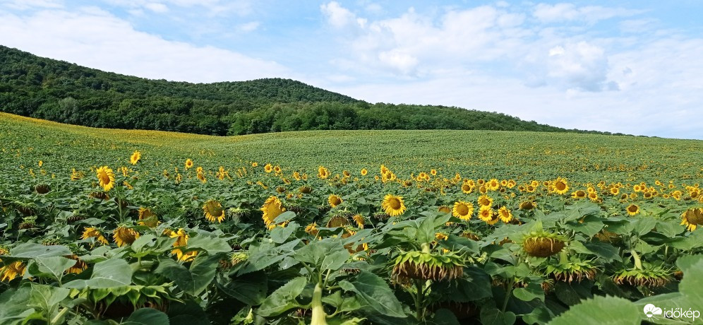 Észlelési fényképek