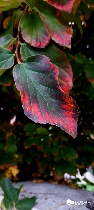 Levelet küldött az ősz