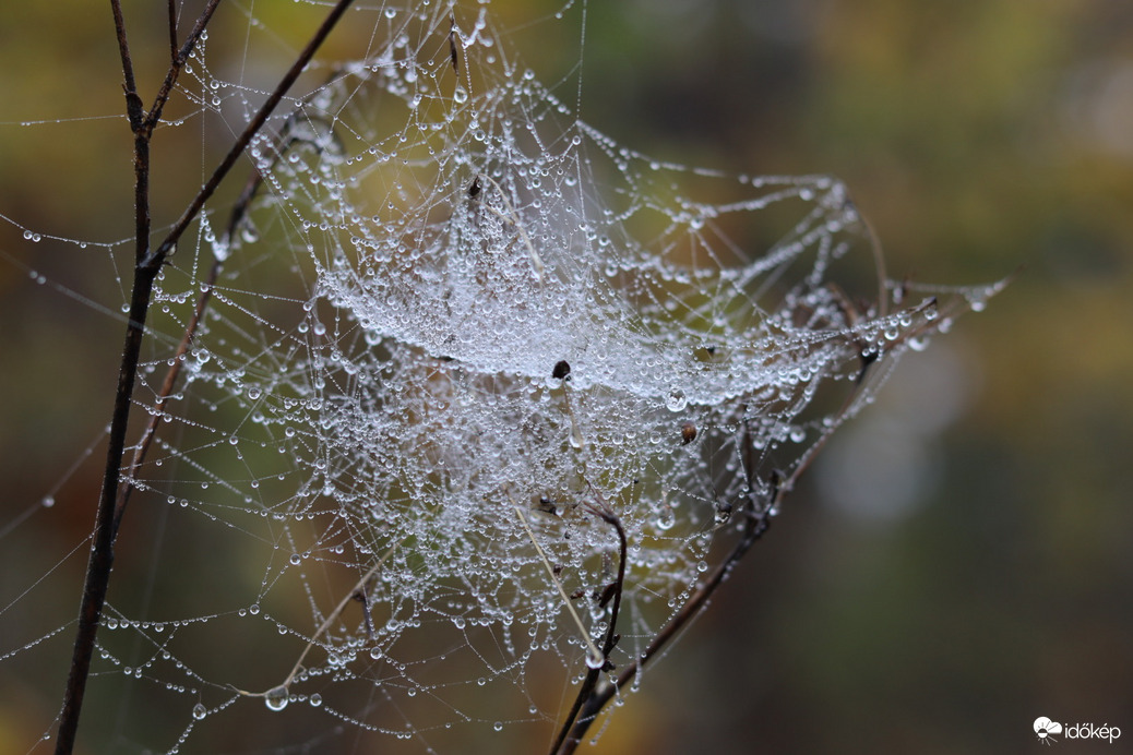 Harmatos pókháló.