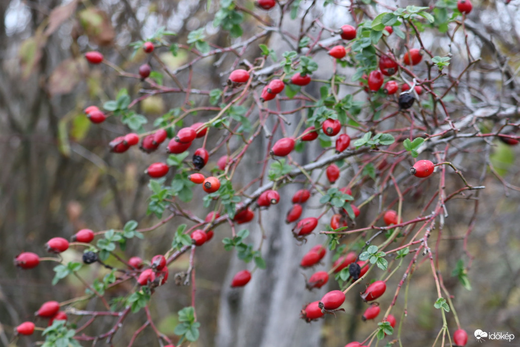 Szép piros csipkebogyók 2.