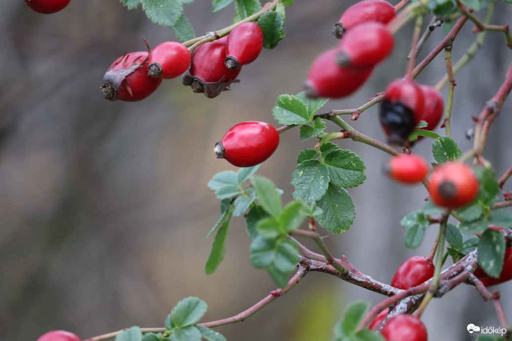 Szép piros csipkebogyók