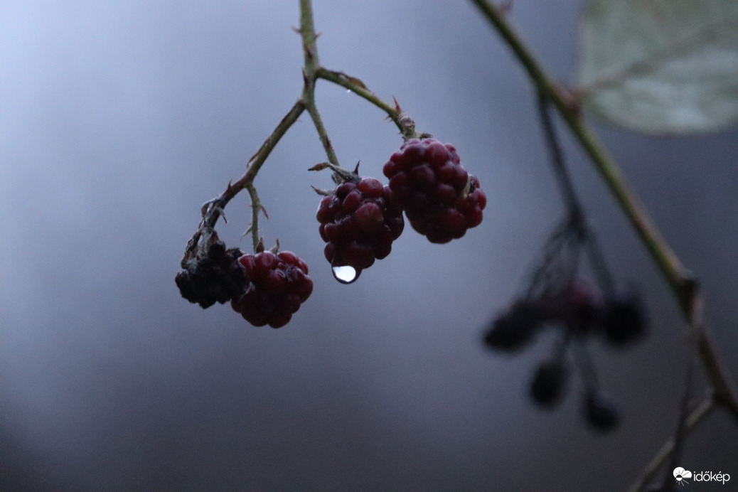 Nyarat sírja vissza..