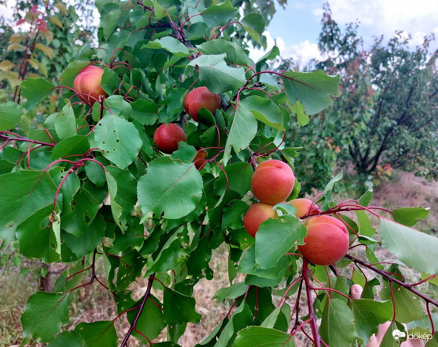 Pirosodik a korai sárgabarack Závodon.