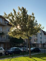 Sopron
