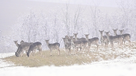 Vagyunk egy páran...