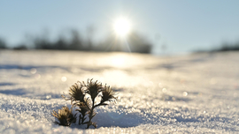 Havas, hideg, mégis napfényes napok. 