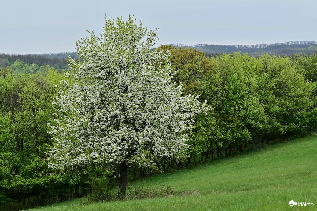 Természet