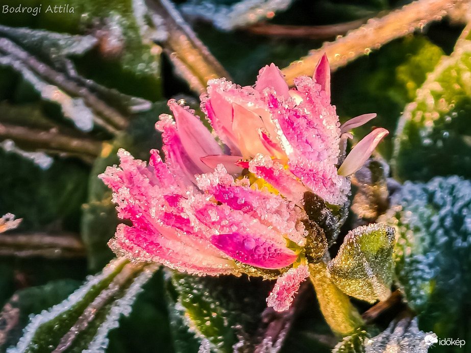 Hódmezővásárhely