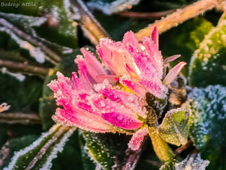 Hódmezővásárhely